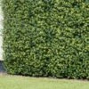 Bloom Buxus Artificial Hedge Screening 4pk -Garden Furniture 381711 artificial buxus hedge screening 1mx1m 2